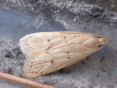 Dichomeris minutia