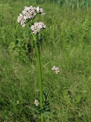 Valeriana dubia