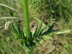 Valeriana dubia