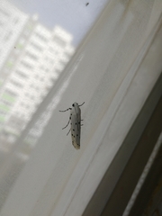 Myelois circumvoluta