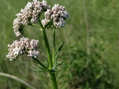 Valeriana dubia