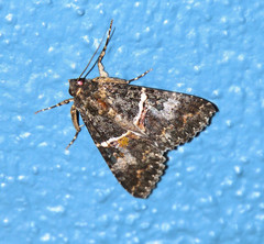 Melipotis punctifinis