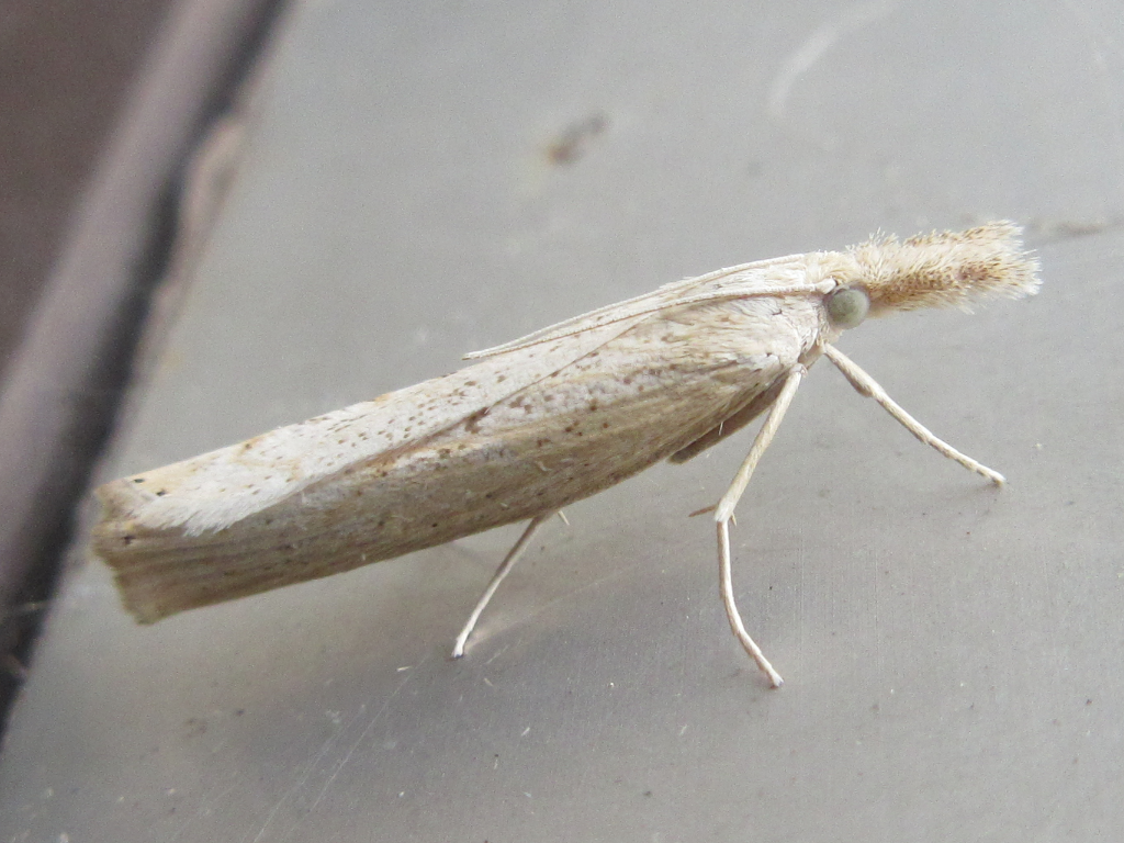 Neopediasia mixtalis