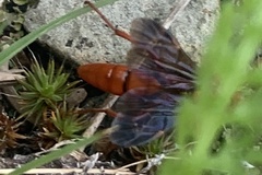 Trogus