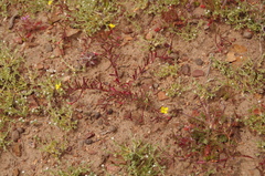 Camissonia contorta