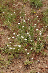 Plagiobothrys tenellus