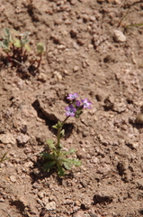 Gilia modocensis