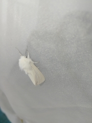 Spilosoma urticae