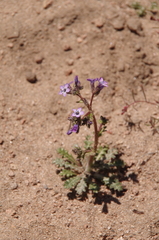 Gilia modocensis