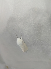 Spilosoma urticae