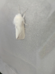 Spilosoma urticae