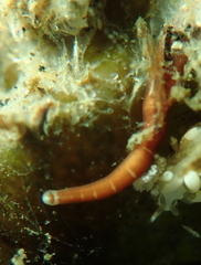 Tubulanus