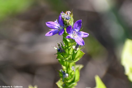 Texas Venus' looking-glass (Triodanis texana)