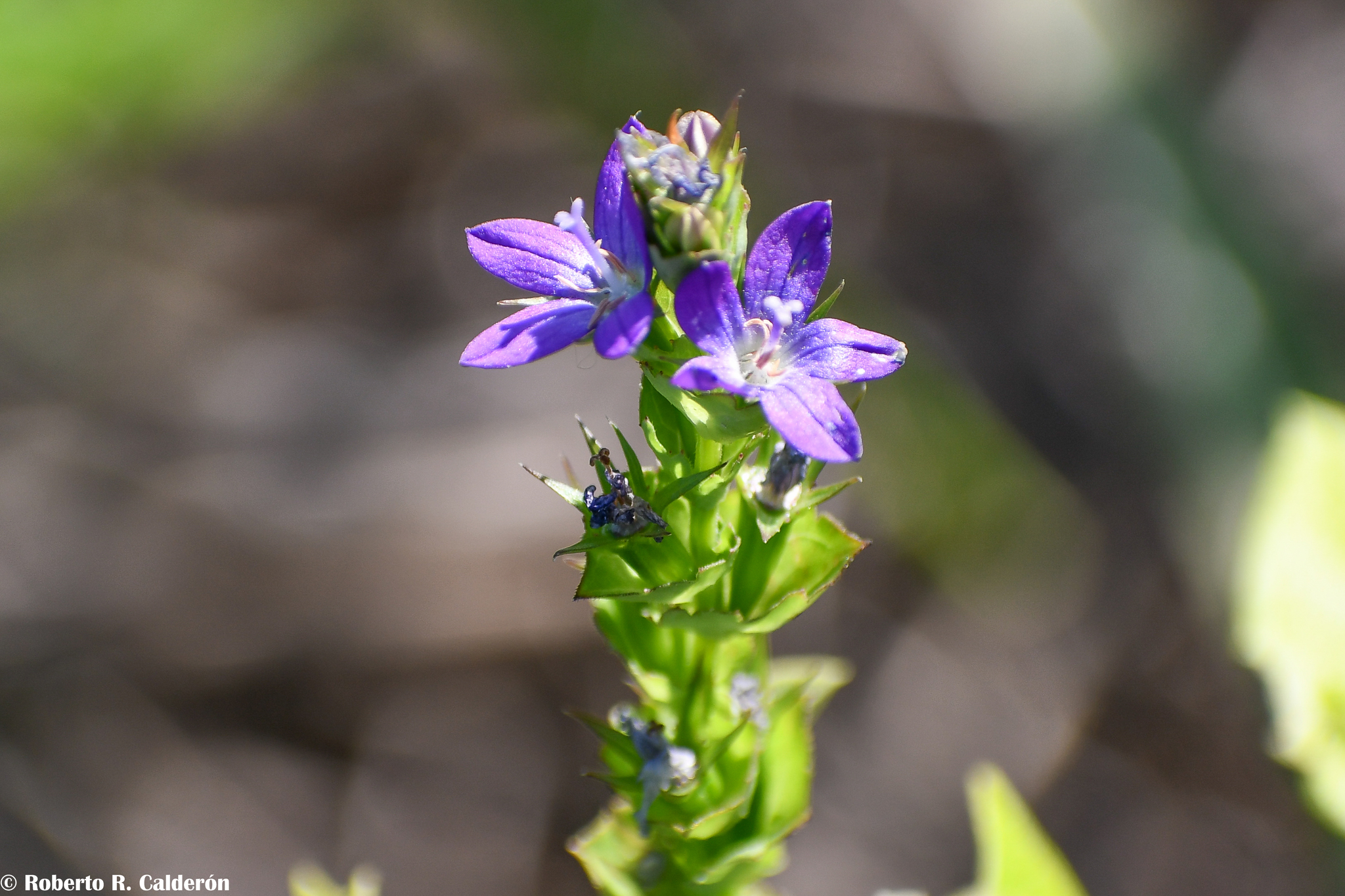 Triodanis texana