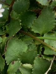 Micranthes occidentalis