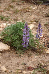 Lupinus nevadensis