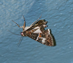Melipotis punctifinis