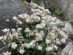 Micranthes occidentalis