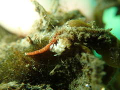 Tubulanus