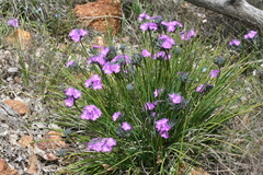 Thysanotus multiflorus