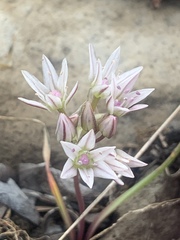 Allium crenulatum