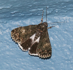 Melipotis punctifinis