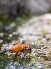 Apis mellifera