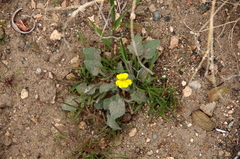 Viola purpurea aurea