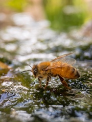 Apis mellifera