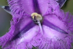 Thysanotus multiflorus