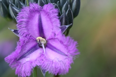 Thysanotus multiflorus