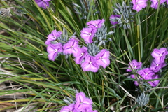 Thysanotus multiflorus