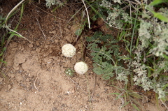 Cymopterus globosus