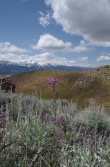 Boechera sparsiflora