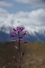 Boechera sparsiflora