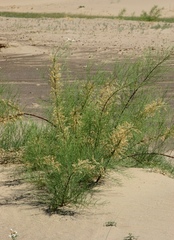 Tamarix elongata