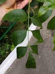Fraxinus pennsylvanica