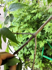 Fraxinus pennsylvanica