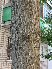 Fraxinus pennsylvanica