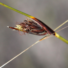Ptilothrix deusta