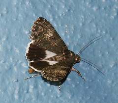 Melipotis punctifinis