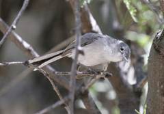 Polioptila nigriceps