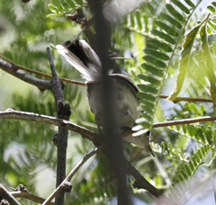 Polioptila nigriceps