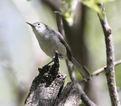 Polioptila nigriceps