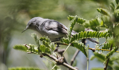 Polioptila nigriceps