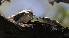 Polioptila nigriceps