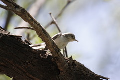 Polioptila nigriceps