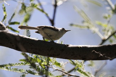 Polioptila nigriceps