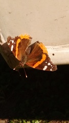 Vanessa atalanta