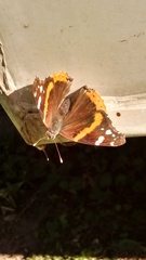 Vanessa atalanta